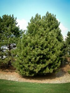 Сосна Чёрная (Pinus Nigra) купить по цене от 270.00р. в интернет-магазине «Посадика» с доставкой почтой в в Ломоносове и по всей России – [изображение №1].