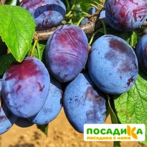 Слива Чачакская ранняя купить по цене от 229.00р. в интернет-магазине «Посадика» с доставкой почтой в в Ломоносове и по всей России – [изображение №1].