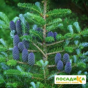 Пихта корейская (Abies koreana) купить по цене от 450.00р. в интернет-магазине «Посадика» с доставкой почтой в в Ломоносове и по всей России – [изображение №1].