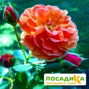 Роза Арабия купить по цене от 350.00р. в интернет-магазине «Посадика» с доставкой почтой в в Ломоносове и по всей России – [изображение №1].