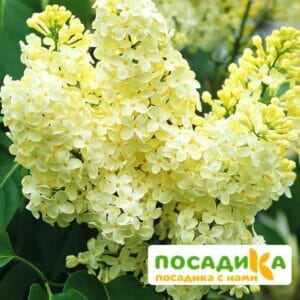 Сирень Примроуз (Primrose) купить по цене от 529.00р. в интернет-магазине «Посадика» с доставкой почтой в в Ломоносове и по всей России – [изображение №1].