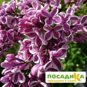 Сирень Сенсация купить по цене от 529.00р. в интернет-магазине «Посадика» с доставкой почтой в в Ломоносове и по всей России – [изображение №1].