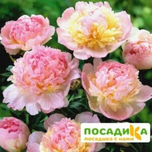 Пион Распберри Сандей (Paeonia Raspberry Sundae) купить по цене от 959р. в интернет-магазине «Посадика» с доставкой почтой в в Ломоносове и по всей России – [изображение №1].