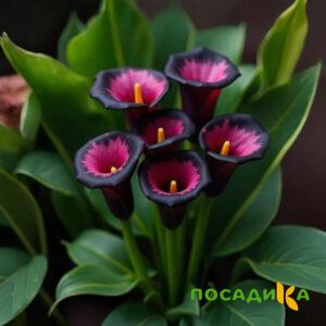 Калла Аура Лейс купить по цене от 400р. в интернет-магазине «Посадика» с доставкой почтой в в Ломоносове и по всей России – [изображение №1].