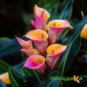 Калла Оникс купить по цене от 450р. в интернет-магазине «Посадика» с доставкой почтой в в Ломоносове и по всей России – [изображение №1].