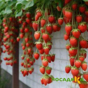Клубника вьющаяся Комплимент купить по цене от 470р. в интернет-магазине «Посадика» с доставкой почтой в в Ломоносове и по всей России – [изображение №1].