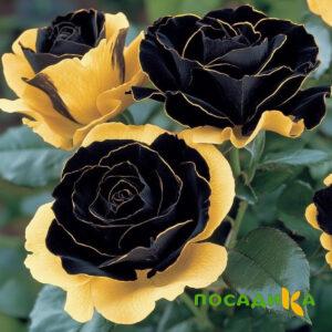 Роза Ханни Сикл купить по цене от 700р. в интернет-магазине «Посадика» с доставкой почтой в в Ломоносове и по всей России – [изображение №1].