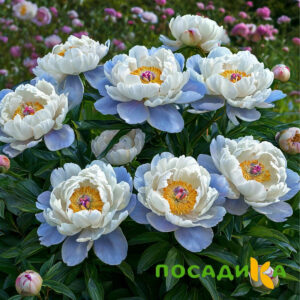 Пион акварельный Этюд купить по цене от 806р. в интернет-магазине «Посадика» с доставкой почтой в в Ломоносове и по всей России – [изображение №1].