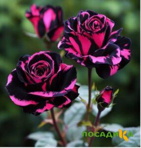 Роза Багровый Шепот купить по цене от 366р. в интернет-магазине «Посадика» с доставкой почтой в в Ломоносове и по всей России – [изображение №1].