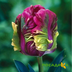Тюльпан Экзотик Хэвен купить по цене от 186р. в интернет-магазине «Посадика» с доставкой почтой в в Ломоносове и по всей России – [изображение №1].